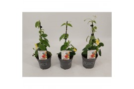Thunbergia alata suzie yellow with eye geel