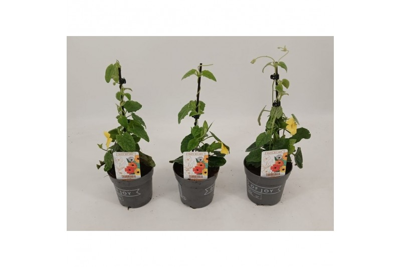 Thunbergia alata suzie yellow with eye geel 