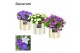 Campanula mix decorum eline 