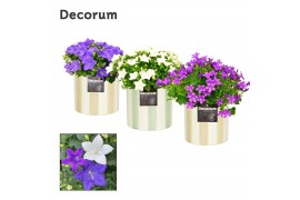 Campanula mix decorum eline