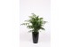 Chameadorea elegans in Santorini pot antraciet 