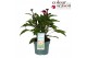 Echinacea purpurea mooodz courage 