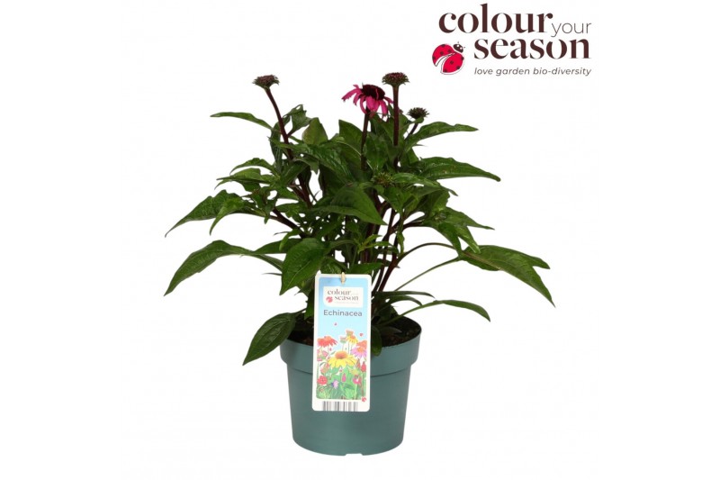 Echinacea purpurea mooodz courage 