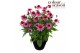Echinacea purpurea mooodz courage 
