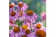 Echinacea purpurea mooodz courage 