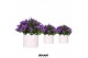 Campanula port. ambella intens purple addenda in pastel white 