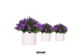 Campanula port. ambella intens purple addenda in pastel white
