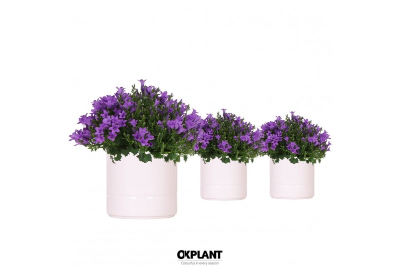 Campanula port. ambella intens purple addenda in pastel white Campanula port. ambella intens purple addenda in pastel white