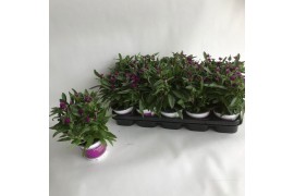 Gomphrena globosa