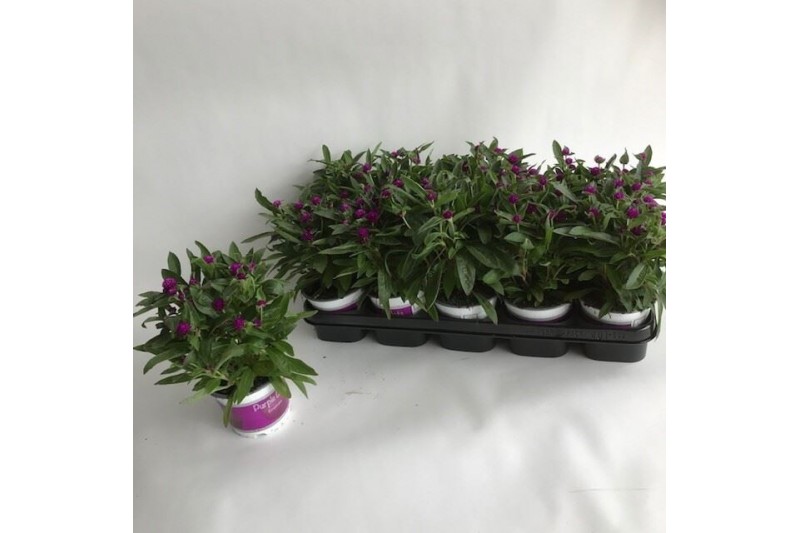 Gomphrena globosa 