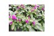 Gomphrena globosa 