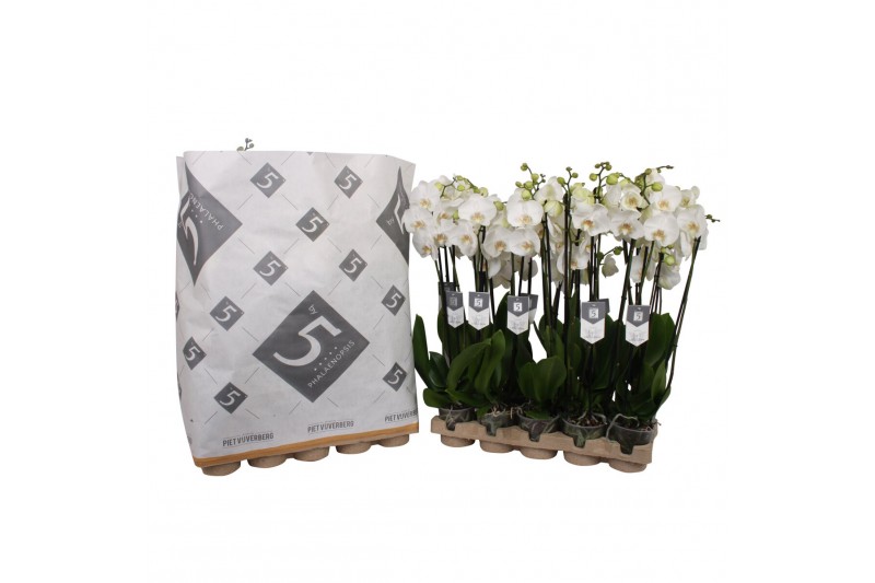 Phalaenopsis white world 3 tak - 18+ bloemen pulptray 