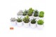 Succulenten mix SuPure® - Succulent mix in Stockholm 