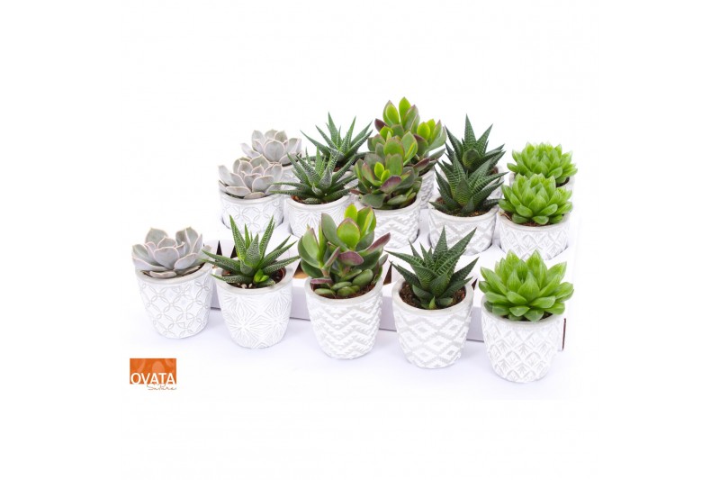 Succulenten mix SuPure® - Succulent mix in Stockholm 