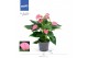 Anthurium andr. joli 