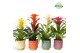 Guzmania mix Havana keramiek - Cupcake mix 