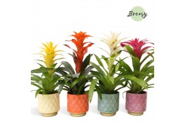 Guzmania mix Havana keramiek - Cupcake mix