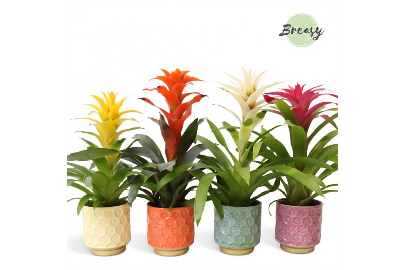 Guzmania mix Havana keramiek - Cupcake mix 