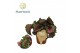 Begonia blad rex magic colours macarena Begonia rex Macarena 12cm 3 pp 