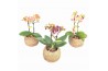 Kokodama phalaenopsis mix kd12orch2t 2 tak
