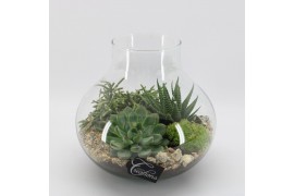 Arrangementen kamerplanten GRCR-2552 Green Essentials Terrarium 3 pp