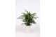 Chamaedorea elegans chelk29w in Santorini pot wit 