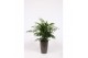 Chamaedorea elegans in Santorini pot taupe 