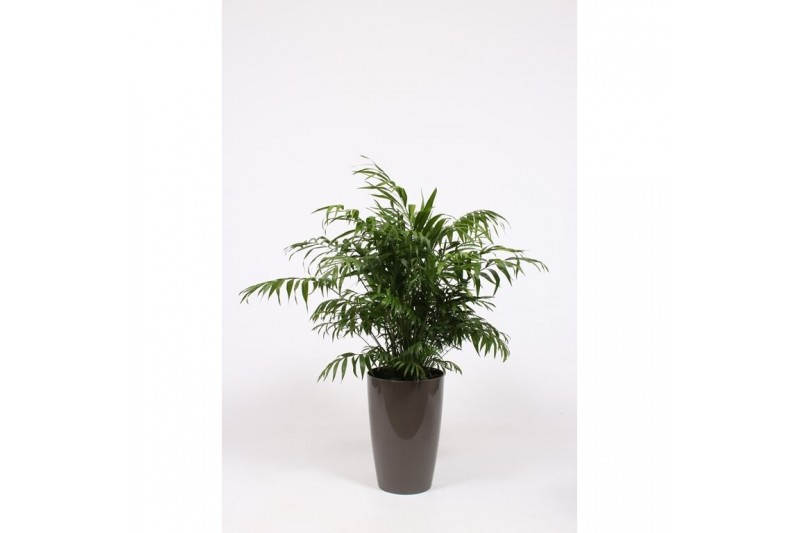 Chamaedorea elegans in Santorini pot taupe 