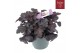 Heuchera indian summer black 
