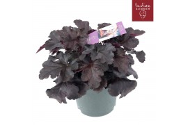 Heuchera indian summer black