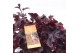 Heuchera indian summer black 