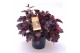 Heuchera indian summer black 