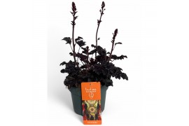 Heuchera indian summer blooming black