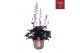 Heuchera indian summer blooming black 