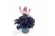 Heuchera indian summer blooming black 
