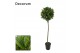 Laurus nobilis Bol op stam 50 cm diameter 
