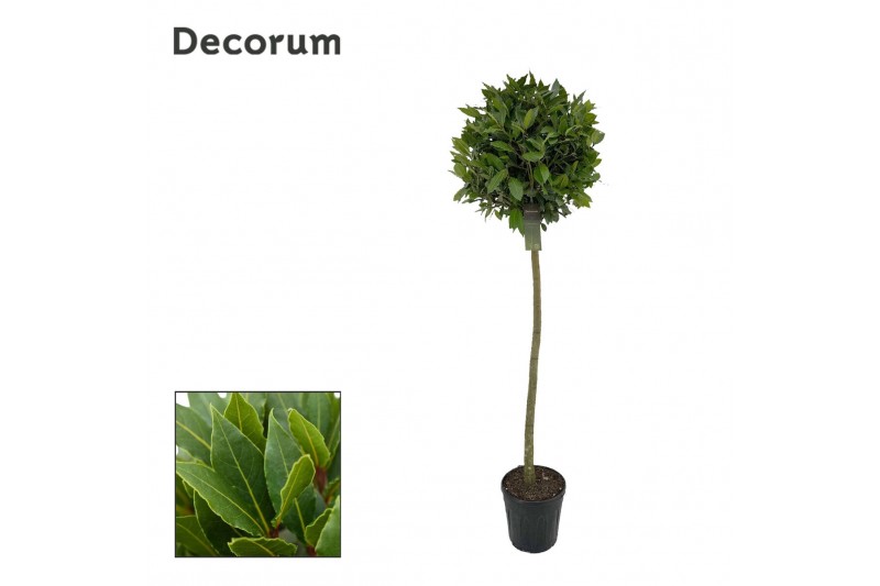 Laurus nobilis Bol op stam 50 cm diameter 