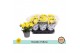 Chrysanthemum ind. mount carmel Double Yellow 