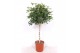 Schefflera arboricola compacta op stam,1 pp,1 pp,1 pp 