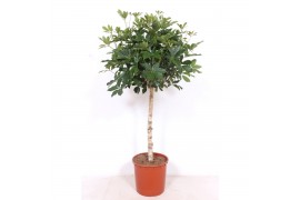 Schefflera arboricola compacta op stam,1 pp,1 pp,1 pp