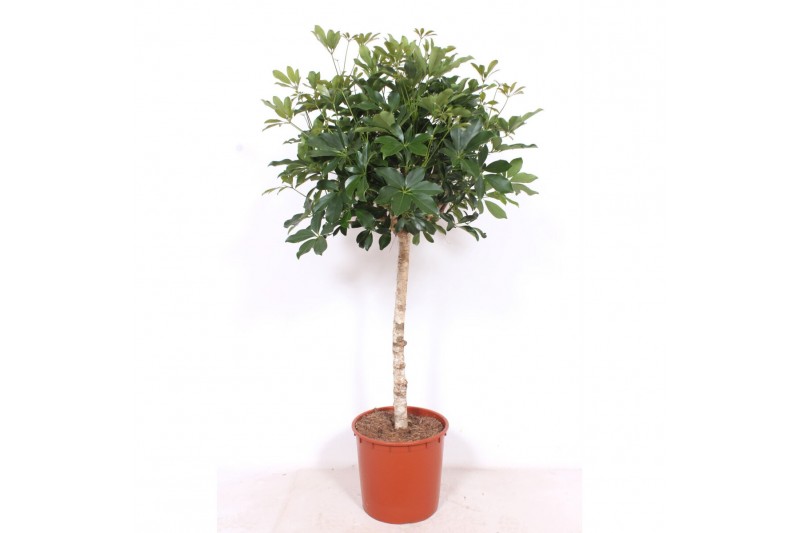 Schefflera arboricola compacta op stam,1 pp,1 pp,1 pp 