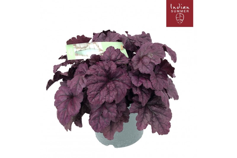 Heuchera indian summer purple 