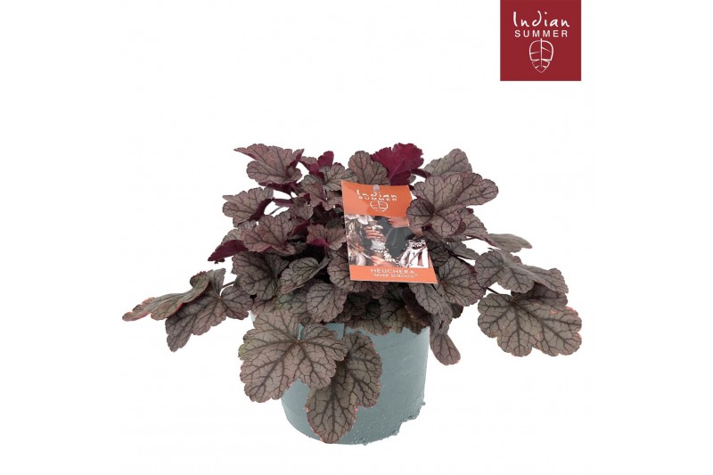 Heuchera indian summer silver 