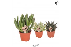 Succulenten mix Kolibri Greens Succulenten mixcm diameter 1 pp
