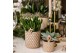 Succulenten mix Kolibri Greens Succulenten mixcm diameter 1 pp 