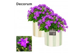 Campanula port. porto Campanula Porto LL Decorum Eline