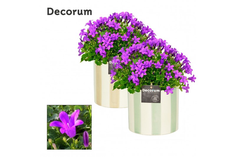 Campanula port. porto Campanula Porto LL Decorum Eline 