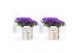 Campanula port. porto Campanula Porto LL Pure Eline 