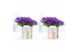 Campanula port. porto Campanula Porto LL Pure Eline