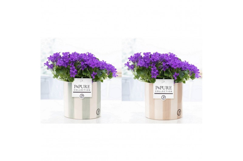 Campanula port. porto Campanula Porto LL Pure Eline Campanula port. porto Campanula Porto LL Pure Eline